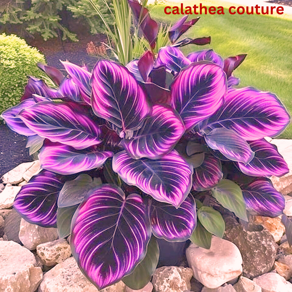 calathea couture